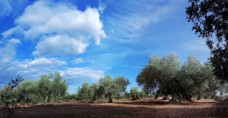 Ruta olivos milenarios castellon