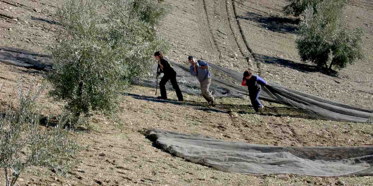 Recogida de la aceituna en Sierra Mágina