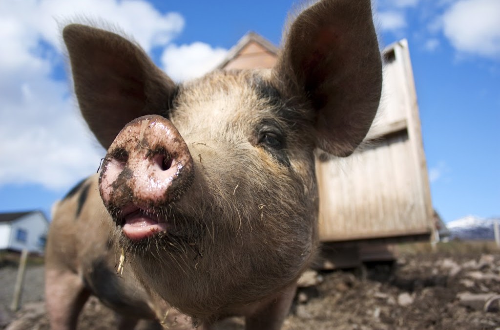 ¿En qué se parecen un olivo y un cerdo?