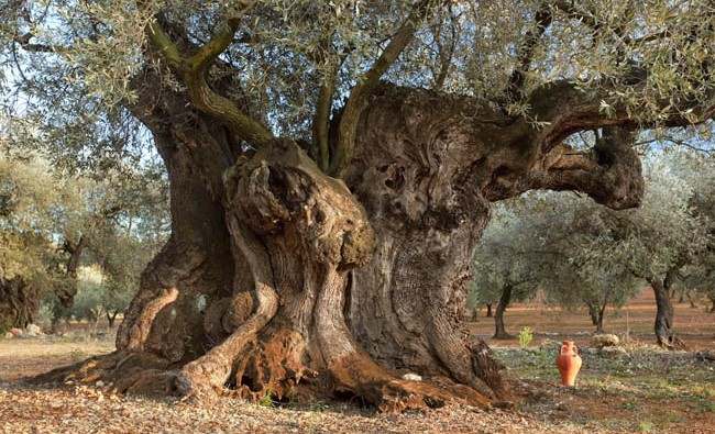 La ruta de los olivos milenarios