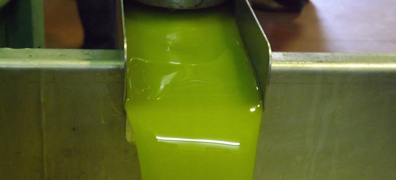 [PRIMICIA] Entendiendo el aceite de oliva de cosecha temprana, el aceite más premium