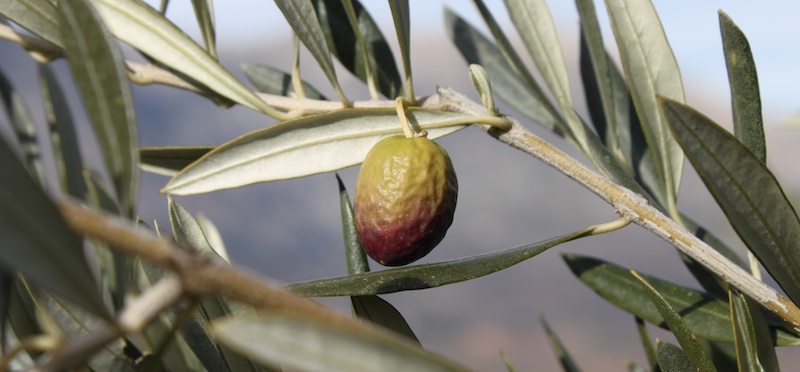 Aceituna picual en envero