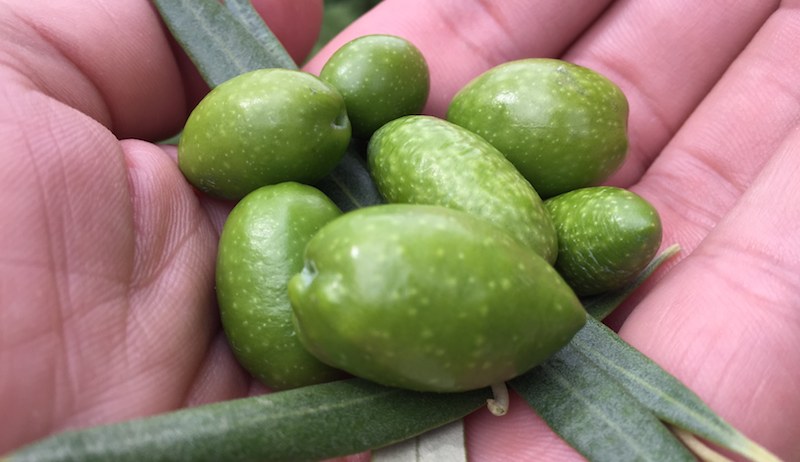 Aceituna picual verde