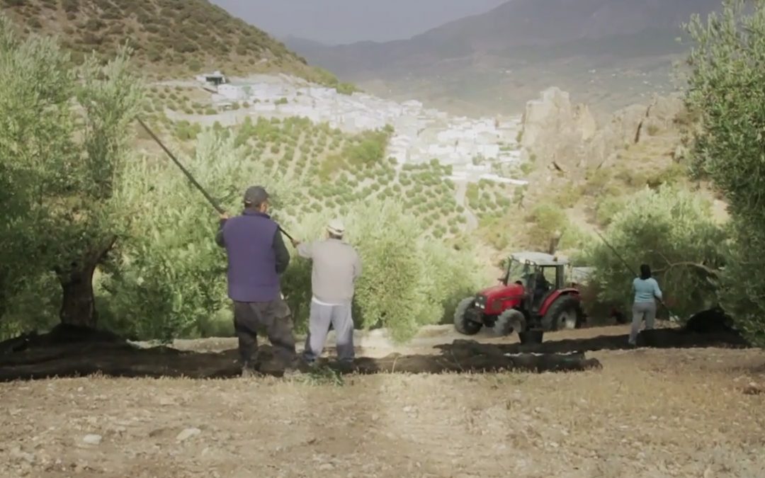 Cuándo se recogen las aceitunas