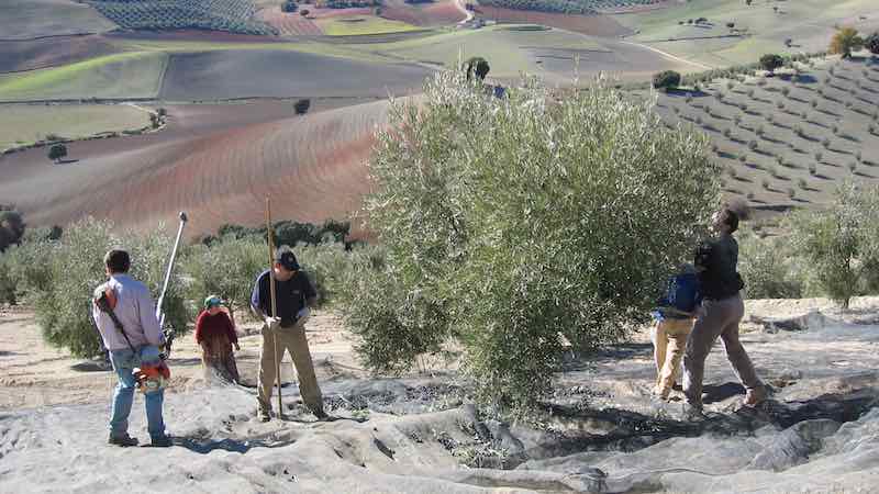 Cuándo se recogen las aceitunas