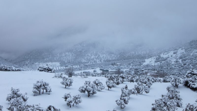 Olivos nevados en Sierra Mágina
