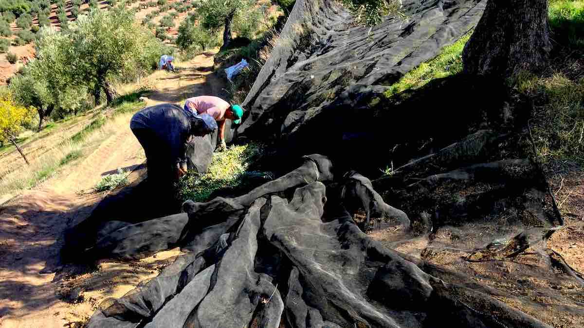 Aceite de Oliva Virgen Extra en la recogida