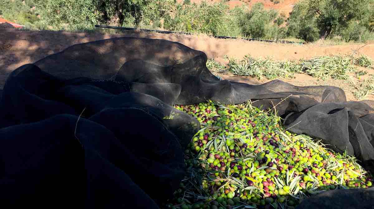 Greener olives for EVOO