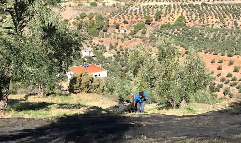 Aceite de oliva virgen extra superior de alta montaña