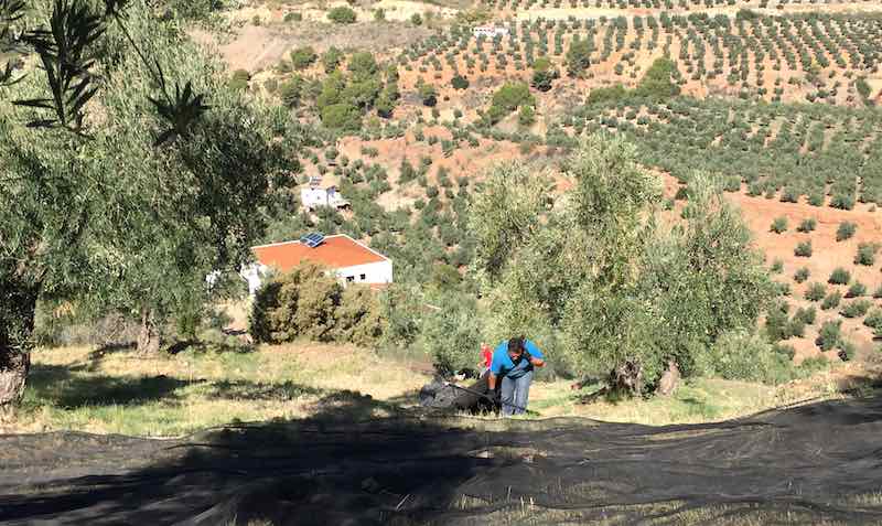 Guía del aceite de oliva