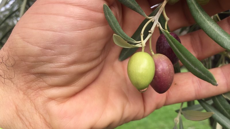 Recogida de aceitunas en el olivo