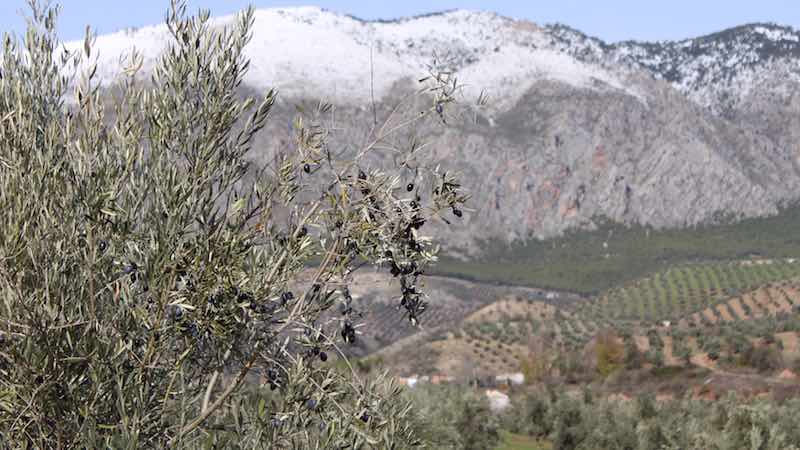 Aceite de Oliva de la Sierra de Jaén