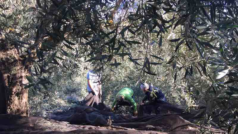 Recogida a mano del aceite de oliva de Jaén